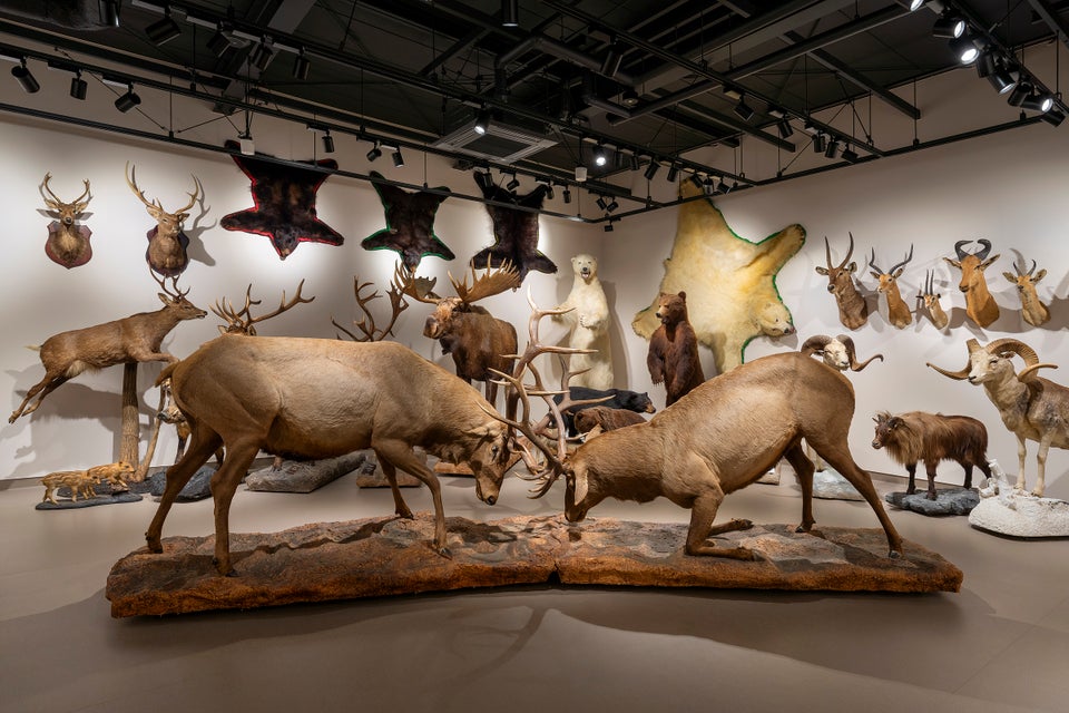 大阪芸術大学動物ジオラマ館　芸大Zoo5